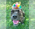 Small #3 Bullboxer Pit