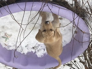Labrador Retriever Puppy for sale in BRANFORD, CT, USA