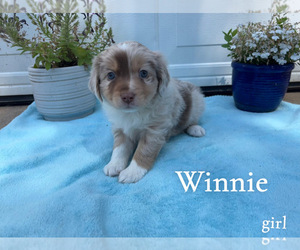 Miniature Australian Shepherd Puppy for sale in PIERCE, CO, USA