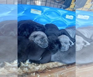 Cane Corso Puppy for sale in MATHIAS, WV, USA