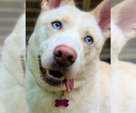 Small Photo #3 Siberian Husky-Unknown Mix Puppy For Sale in West Cornwall, CT, USA