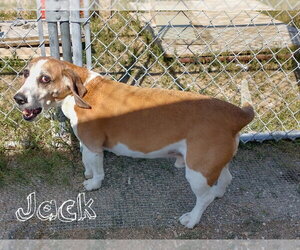 Sofee-ADOPTED 7/26 - Female Beagle Dog for Adoption - Photo #5