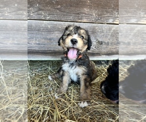 Bernedoodle Puppy for sale in SEYMOUR, IN, USA