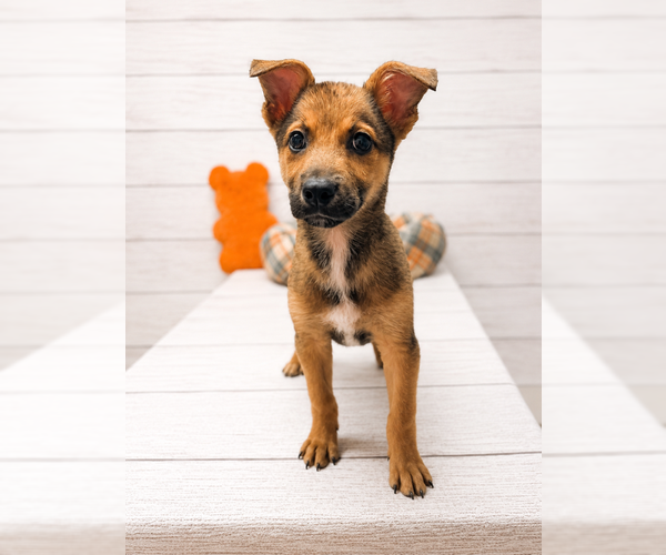 Medium Photo #2 Mutt Puppy For Sale in Raleigh, NC, USA