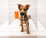 Small #1 Mutt
