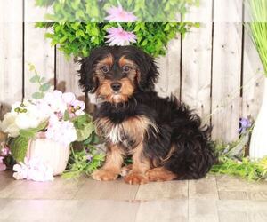 Yorkshire Terrier Puppy for sale in MOUNT VERNON, OH, USA