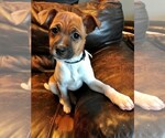 Small Border Collie-Jack Russell Terrier Mix