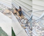Small Photo #4 Belgian Malinois Puppy For Sale in ANKENY, IA, USA