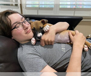 Han Solo - Male Black Mouth Cur-Boxer Mix Dog for Adoption - Photo #2