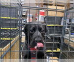 Small #2 Boxador