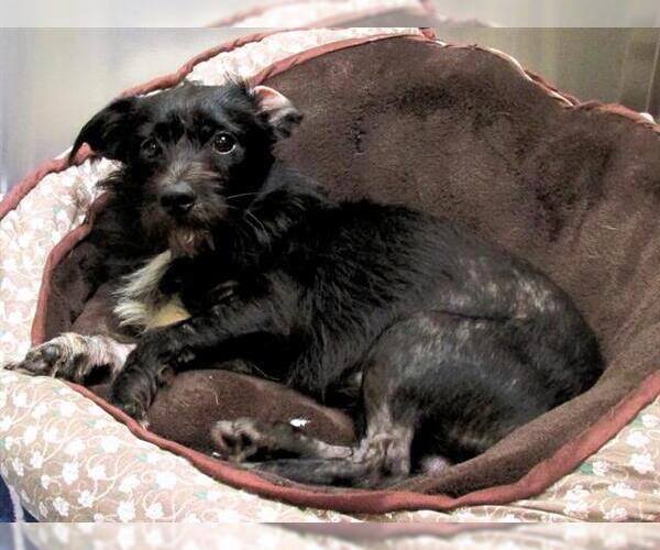 Medium Photo #1 Cairn Terrier Puppy For Sale in Orange, CA, USA