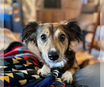Small #2 Colonial Cocker Spaniel-Dachshund Mix