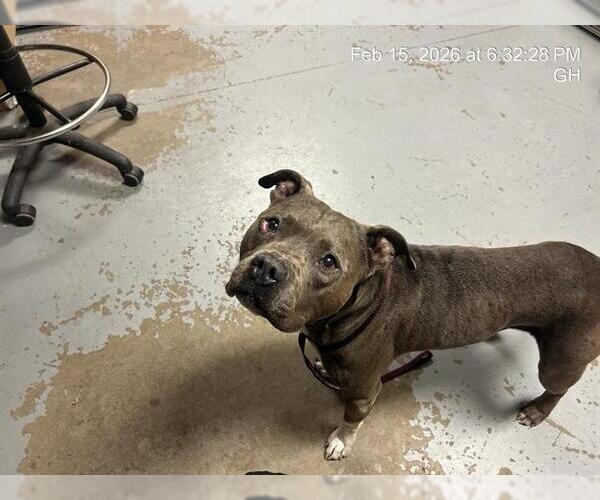 Medium Photo #1 American Pit Bull Terrier Puppy For Sale in Ocala, FL, USA