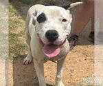 Small #4 American Pit Bull Terrier Mix
