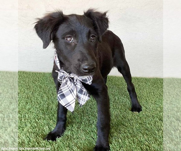 Medium Photo #2 Mutt Puppy For Sale in San Diego, CA, USA