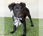 Small #1 Mutt