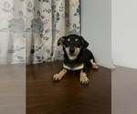 Small #51 Chihuahua