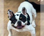 Small #2 French Bulldog