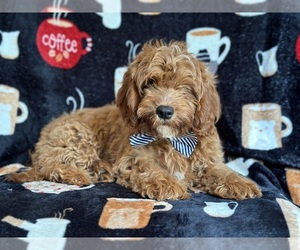 Cavapoo Puppy for sale in LAKELAND, FL, USA