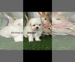 Small #4 Maltese