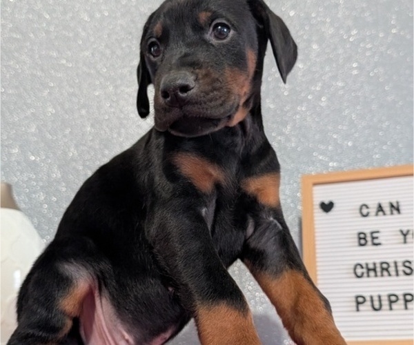 Medium Photo #14 Doberman Pinscher Puppy For Sale in GOSHEN, IN, USA