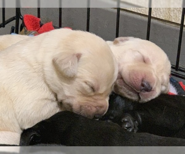 Medium Photo #4 Labrador Retriever Puppy For Sale in WILSONVILLE, OR, USA