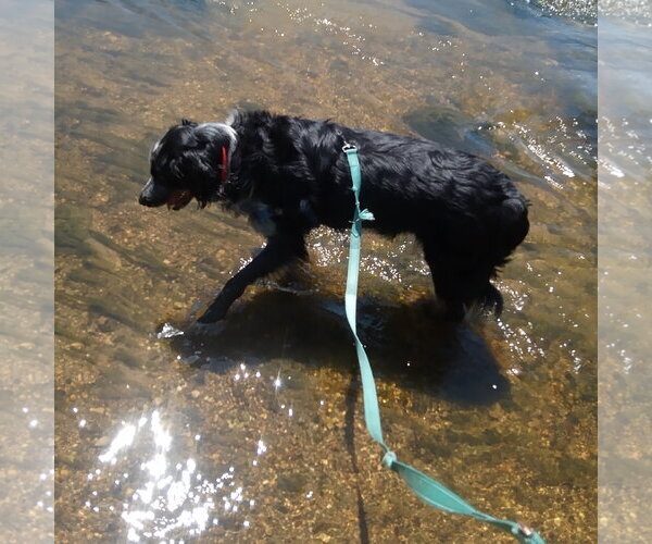 Medium Photo #8 Mutt Puppy For Sale in Fargo, ND, USA
