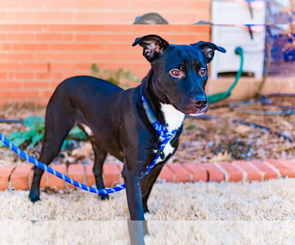 Medium Photo #3 American Staffordshire Terrier-Boston Terrier Mix Puppy For Sale in OKLAHOMA CITY, OK, USA