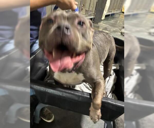 Medium Photo #1 American Pit Bull Terrier Puppy For Sale in Bakersfield, CA, USA