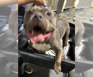 American Pit Bull Terrier Dogs for adoption in Bakersfield, CA, USA
