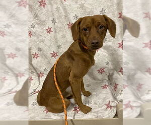 Chihuahua Dogs for adoption in Modesto, CA, USA