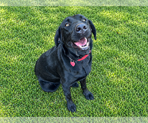 Medium Photo #3 Labrador Retriever Puppy For Sale in Clovis, CA, USA
