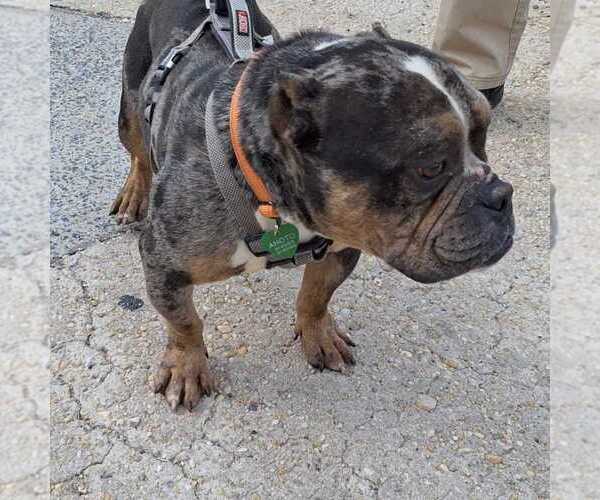 Medium Photo #3 Bulldog Puppy For Sale in Silver Spring, MD, USA