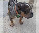 Small #2 Bulldog