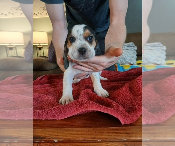 Medium Photo #4 Beagle Puppy For Sale in BOWLING GREEN, MO, USA