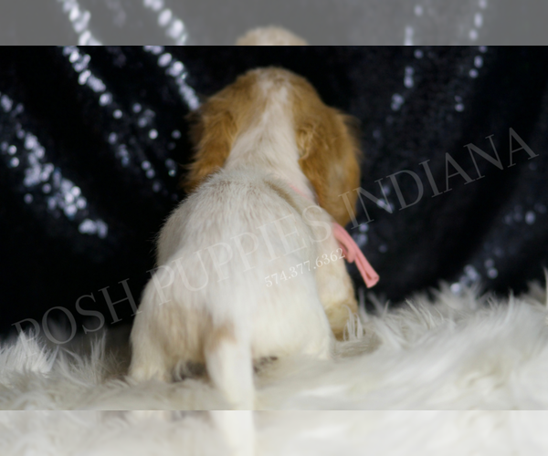 Medium Photo #5 Dachshund Puppy For Sale in WARSAW, IN, USA