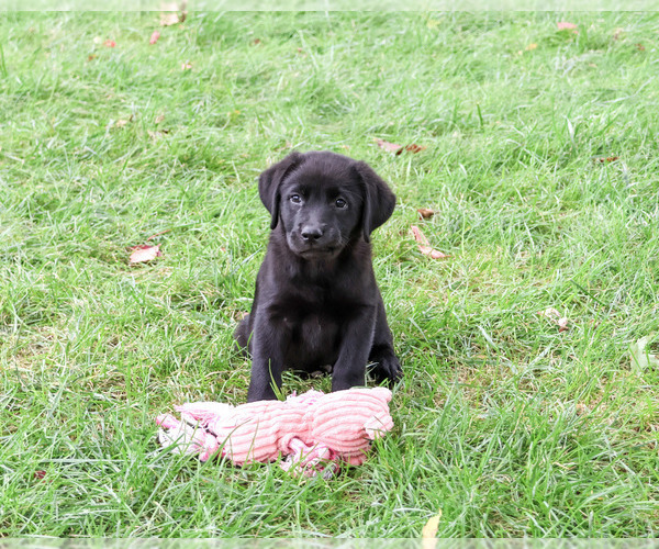 Medium Photo #4 Labrador Retriever Puppy For Sale in SYRACUSE, IN, USA