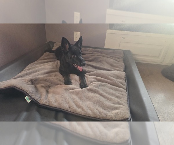 Medium Photo #5 German Shepherd Dog Puppy For Sale in WALNUT CREEK, CA, USA