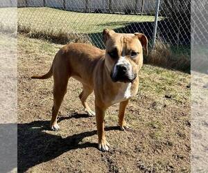 American Staffordshire Terrier-Unknown Mix Dogs for adoption in New Oxford , PA, USA