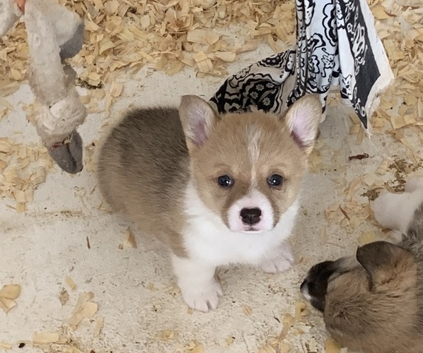 Medium Photo #1 Pembroke Welsh Corgi Puppy For Sale in BURLESON, TX, USA