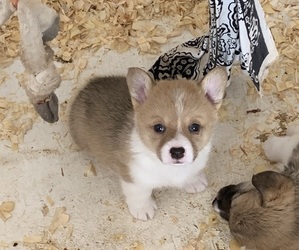 Medium Pembroke Welsh Corgi