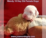 Small Photo #23 Dogo Argentino Puppy For Sale in JANE, MO, USA