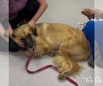 Small #5 Anatolian Shepherd Mix