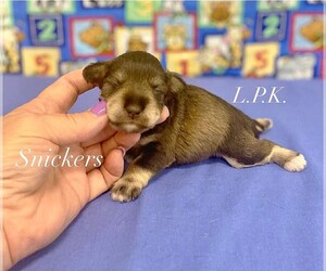 Schnauzer (Miniature) Puppy for sale in WINNSBORO, LA, USA