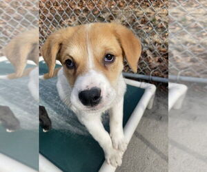 Mutt Dogs for adoption in Elmsford, NY, USA