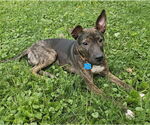 Small #3 Dutch Shepherd  Mix