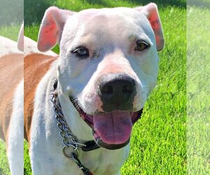 American Pit Bull Terrier-Unknown Mix Dogs for adoption in Emmett, ID, USA