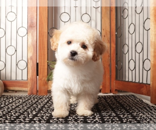 Medium Photo #1 Maltipoo (Miniature) Puppy For Sale in NAPLES, FL, USA
