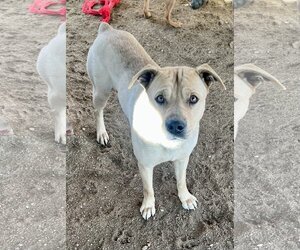 Mountain Cur-Unknown Mix Dogs for adoption in Lancaster, CA, USA