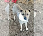 Small Mountain Cur Mix